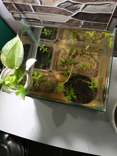 Aquarium with plants