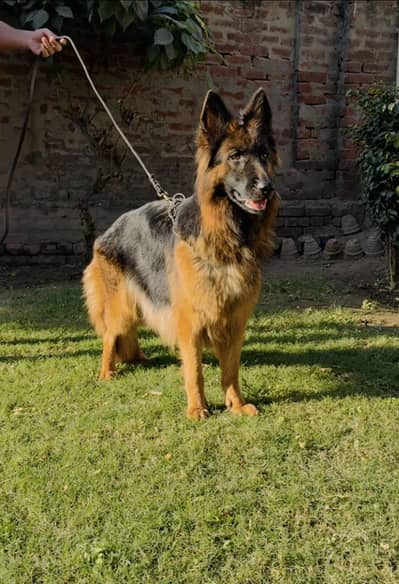 Pedigreed German shepherd long hair | breeder female