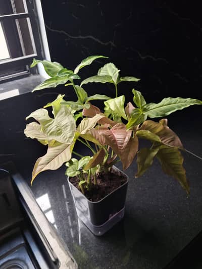 Green,White and Pink Syngonium Live Plant  in Self watering pot.