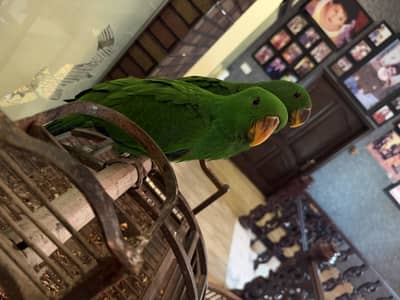 Electus parrot 2 male for sale