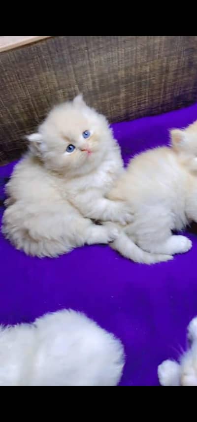 Quality Persian Punch face cat & kitten is 03233614642 WhatsApp