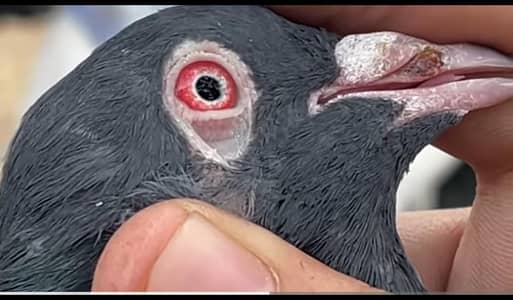 golden kabotor for sale kiss ko top breed ka shok ha os ka