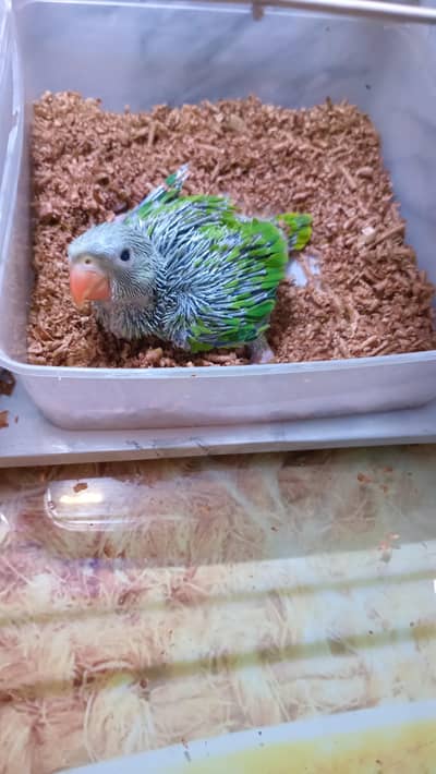 Best Quality Ringneck chicks