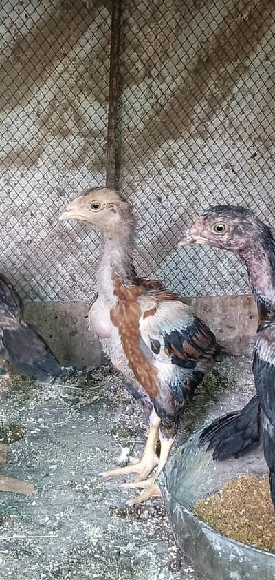 aseel lakha + dragon