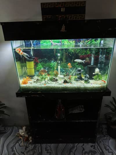 Fish aquarium for sale