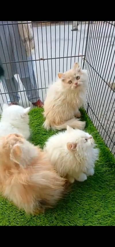 Quality Persian Punch face cat & kitten is 03233614642 WhatsApp