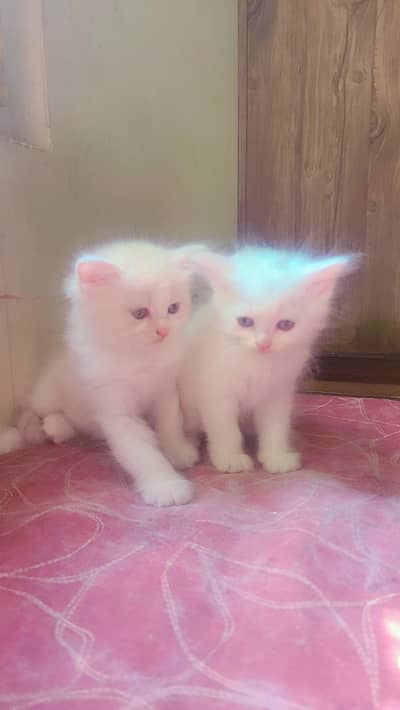 Persian Kittens Long Coated Pair