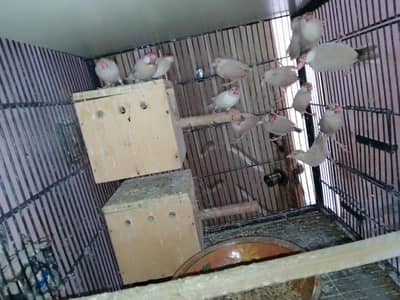 Fawan Java pair for sale