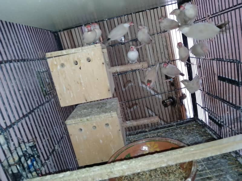 Fawan Java pair for sale 1