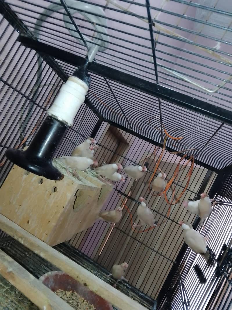 Fawan Java pair for sale 2