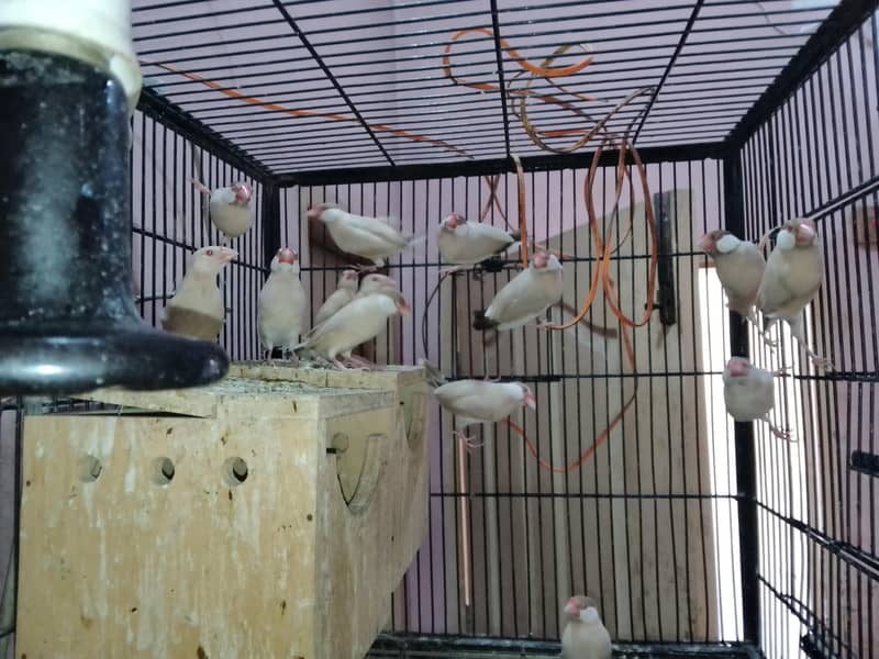 Fawan Java pair for sale 3