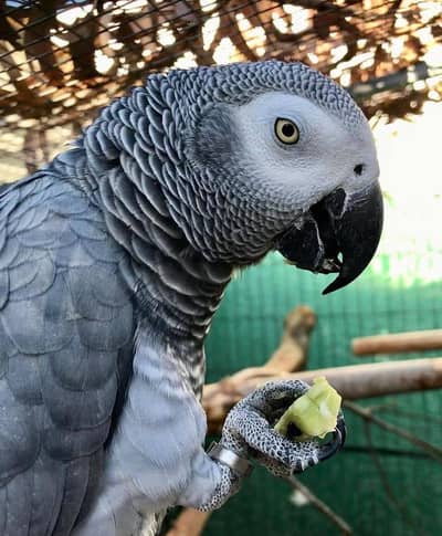 African grey parrot call me 03326370112
