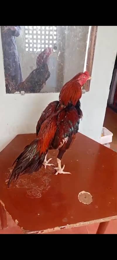 mashallah best qualty mianwale