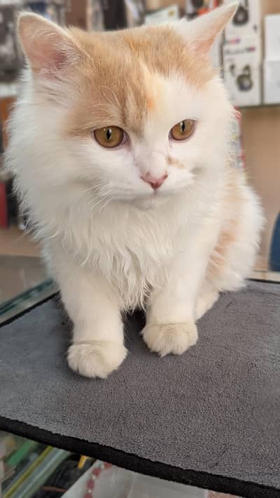 Persian Cat male Pet