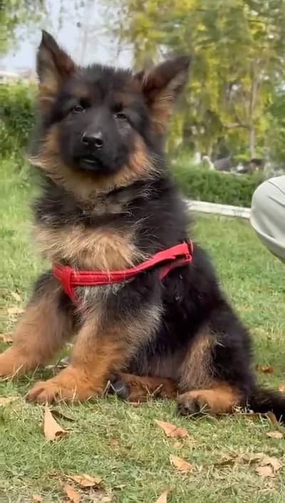 German shepherd puppies  my WhatsApp number o32452852o7