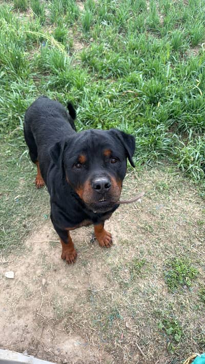 High Class Rottwiler