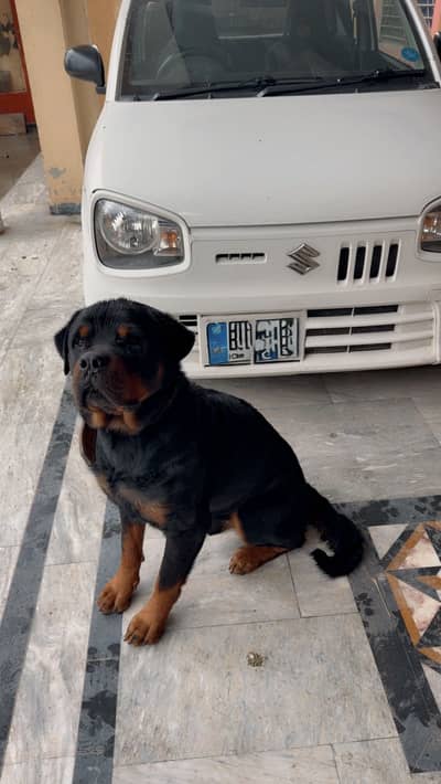 rottweiler male dog / rottweiler dog / Rottweiler Dog for sale