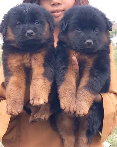 German Shepherd puppies for sale