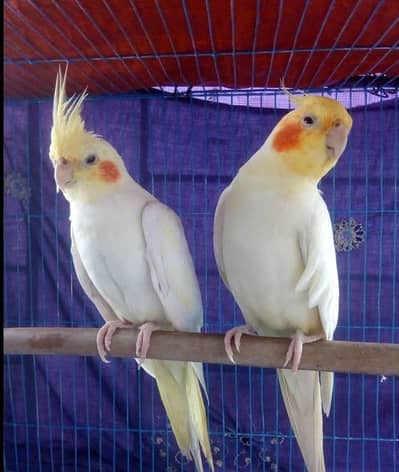 Common White Cocktail  Breeder Pair Healthy Active