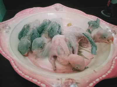 raw parrot chicks