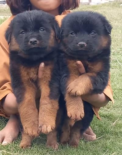 German Shepherd puppies for sale