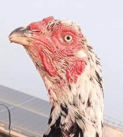 Top Quality Kamaliya Aseel Murgi Madi Female 03098573144