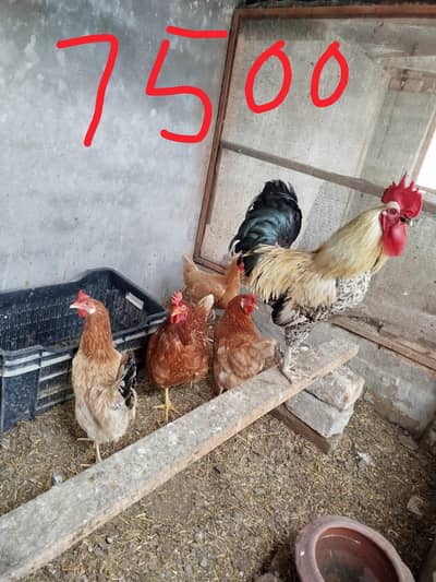 egg lying hens for sale