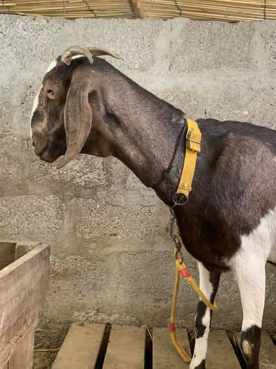 6 dant bakri with 1 male kid 5.5 months