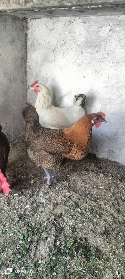 Desi Hens Active And Healthy