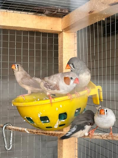 Breeder Zebra Finch