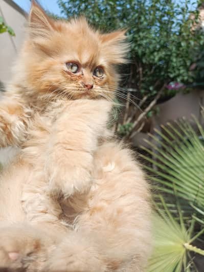 Persian kitten cat for sell