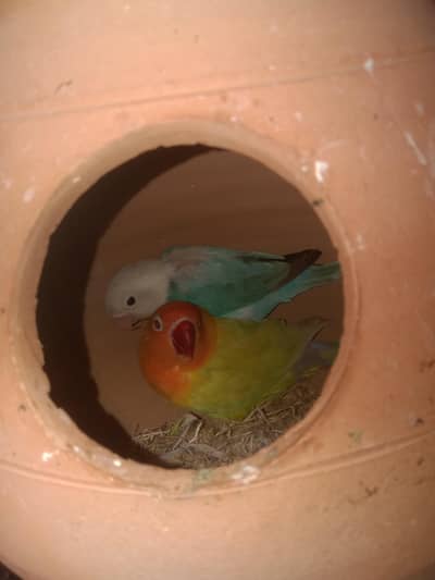 2 pair love bird
