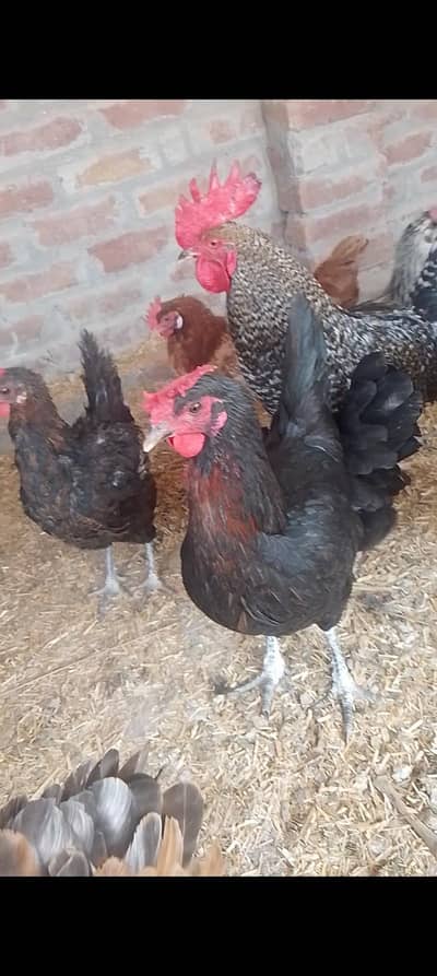 golden misri moghiyan far sell