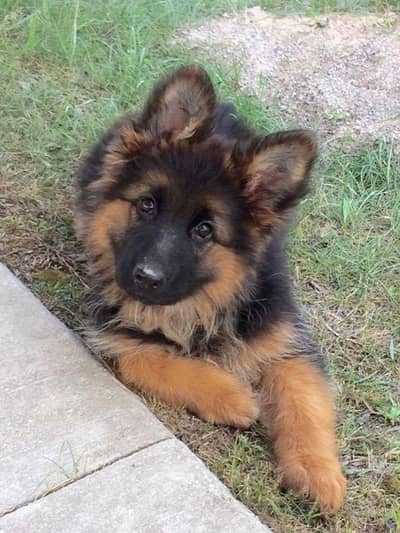 German Shepherd puppies and active vip pure breed Whatsapp 03410623551