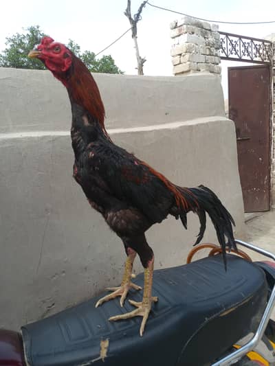 aseel murga for sale Mumbai 13 mahine