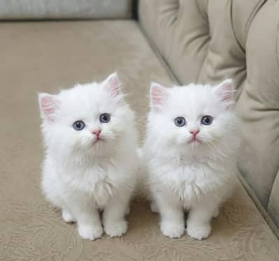 triple coated Persian kittens
