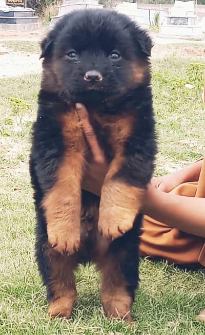 German Shepherd puppies for sale