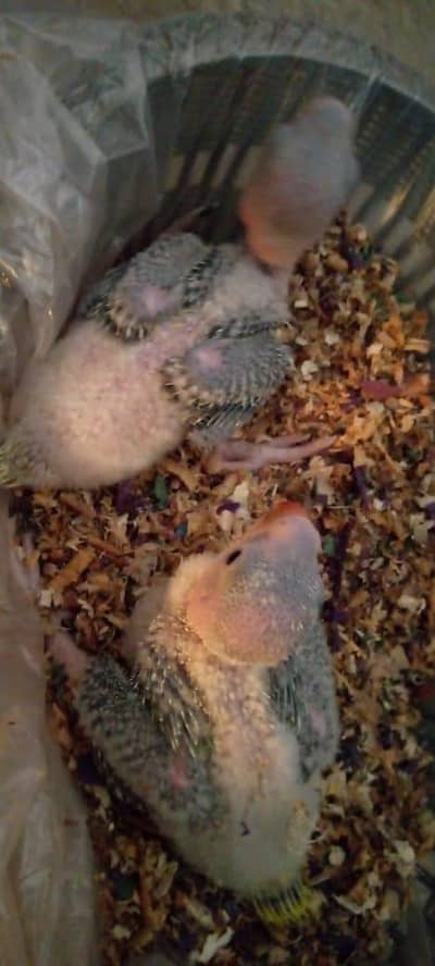 kashmari. raw chicks for sale location Sialkot naka poura