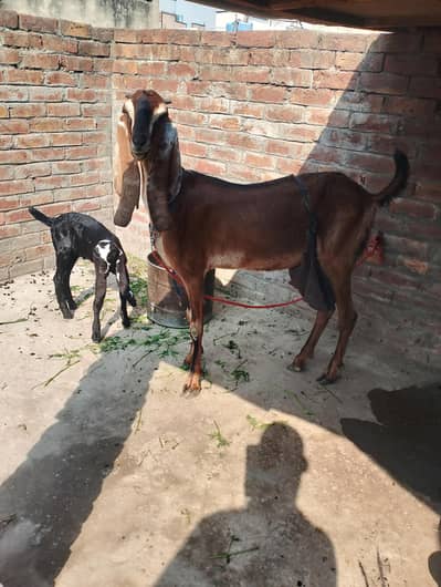 pure Nagra bakri with kids