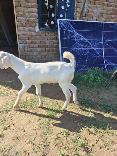 rajanpuri goats for sale