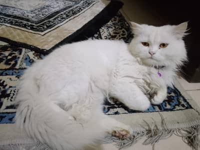 Persian Cat (Doll Face) – Male