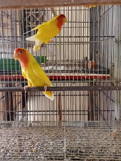 Lutino 4 breeder pair's