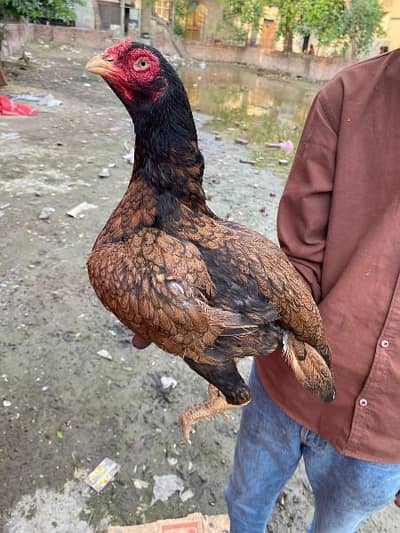 high quality aseel murgi churus nali