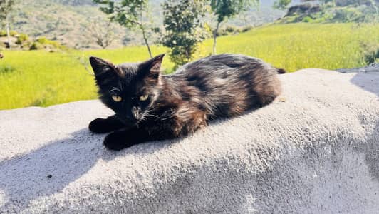 Black cat persian