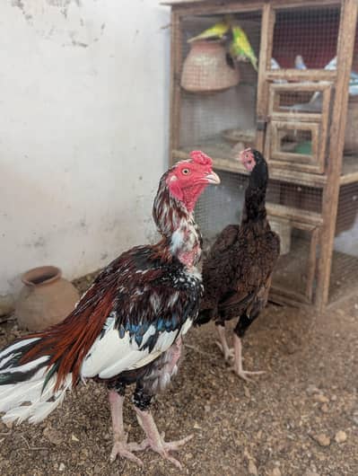 Breeder Pair For Sale Urgent Sale