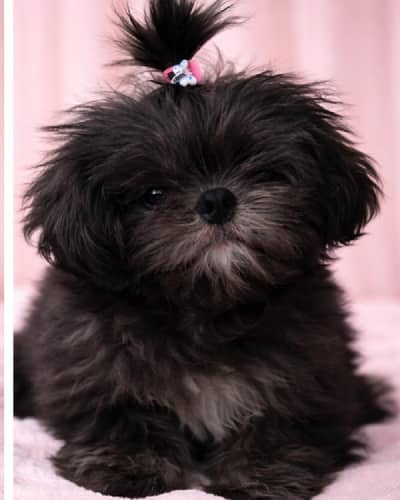 Shihtzu puppy female