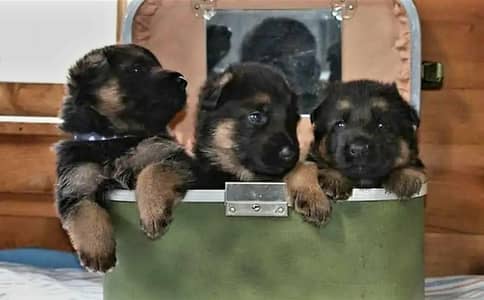 TOP QUALITY GERMAN SHEPHERD PUPPIES ARE AVAILABLE FOR SALE ONLY FAMILY