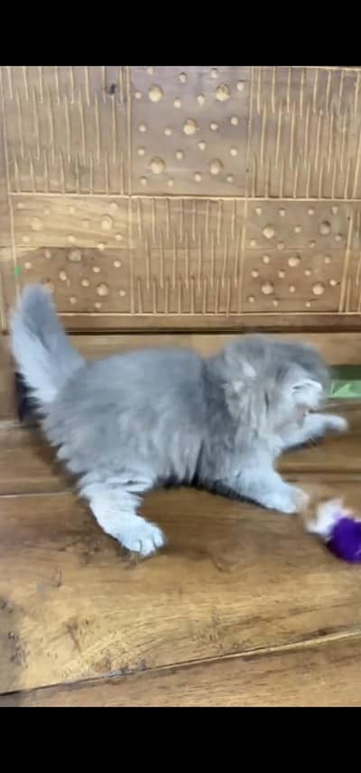 Quality Persian Punch face cat & kitten is 03233614642 WhatsApp