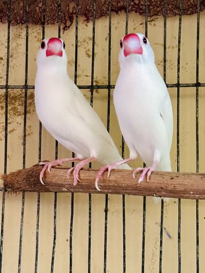 Urgent sale karna ha