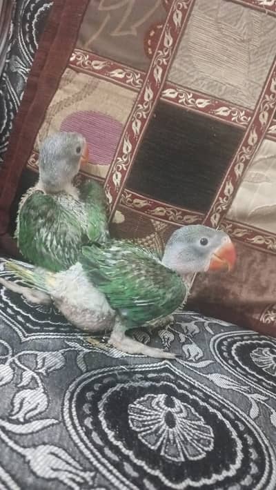 Raw Parrot Chicks For Sale